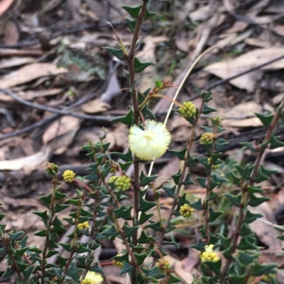 Acacia gunnii (Ploughshare Wattle) at Cotter River, ACT - 2 Nov 2021 by ThomasMungoven