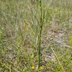 Microtis (genus) (onion orchids) at Jerrabomberra, ACT - 2 Nov 2021 by Mike