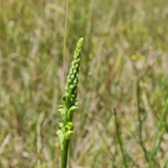 Microtis sp. at Jerrabomberra, ACT - 2 Nov 2021