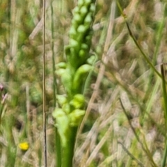 Microtis sp. at Jerrabomberra, ACT - 2 Nov 2021