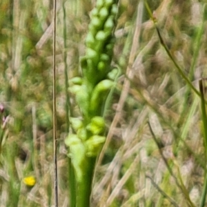 Microtis sp. at Jerrabomberra, ACT - 2 Nov 2021