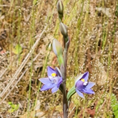 Thelymitra (genus) (sun orchids) at Jerrabomberra, ACT - 2 Nov 2021 by Mike