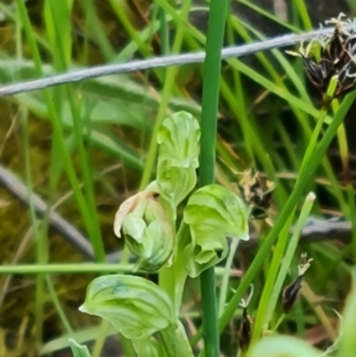 Hymenochilus cycnocephalus (Swan greenhood) at Isaacs Ridge - 2 Nov 2021 by Mike