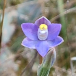 Thelymitra pauciflora at Jerrabomberra, ACT - suppressed