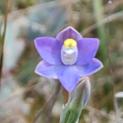 Thelymitra pauciflora (Slender Sun Orchid) at Isaacs Ridge - 2 Nov 2021 by Mike