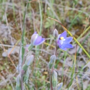 Thelymitra pauciflora at Jerrabomberra, ACT - 2 Nov 2021