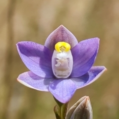 Thelymitra pauciflora at Jerrabomberra, ACT - 2 Nov 2021