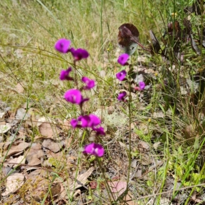 Swainsona recta (Small Purple Pea) at Isaacs Ridge - 2 Nov 2021 by Mike