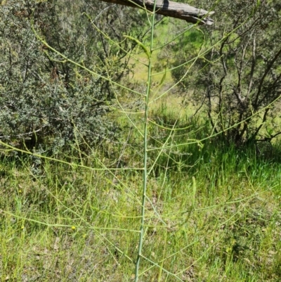 Asparagus officinalis (Asparagus) at Jerrabomberra, ACT - 2 Nov 2021 by Mike