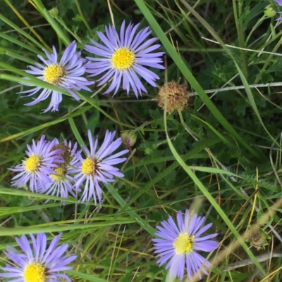 Calotis cuneifolia (Purple Burr-daisy) at Symonston, ACT - 2 Nov 2021 by CallumBraeRuralProperty