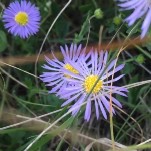 Calotis cuneifolia at Symonston, ACT - 2 Nov 2021