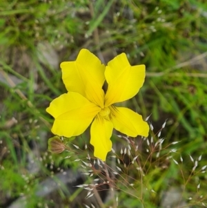 Goodenia pinnatifida at Symonston, ACT - 2 Nov 2021 12:34 PM