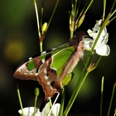 Graphium macleayanum (Macleay's Swallowtail) at Acton, ACT - 2 Nov 2021 by JohnBundock