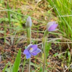 Thelymitra (genus) (sun orchids) at Isaacs, ACT - 2 Nov 2021 by Mike