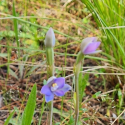 Thelymitra sp. (A Sun Orchid) at Isaacs, ACT - 2 Nov 2021 by Mike