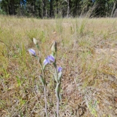 Thelymitra sp. (A Sun Orchid) at Isaacs, ACT - 2 Nov 2021 by Mike