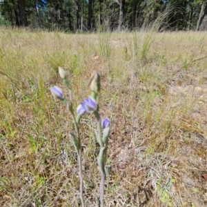 Thelymitra sp. at Isaacs, ACT - 2 Nov 2021