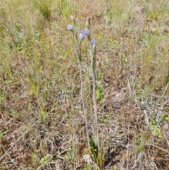 Thelymitra sp. at Isaacs, ACT - 2 Nov 2021