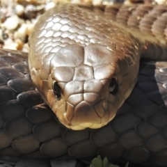 Pseudonaja textilis (Eastern Brown Snake) at Acton, ACT - 2 Nov 2021 by JohnBundock