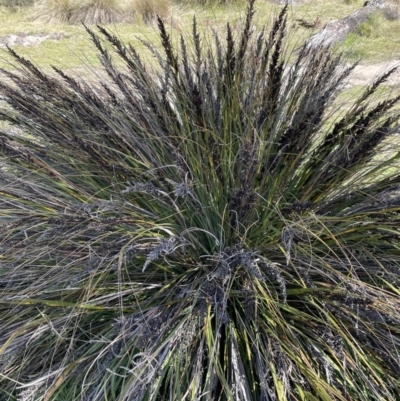 Gahnia subaequiglumis (Bog Saw-sedge) at Paddys River, ACT - 1 Nov 2021 by JaneR