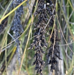 Gahnia subaequiglumis at Paddys River, ACT - 1 Nov 2021