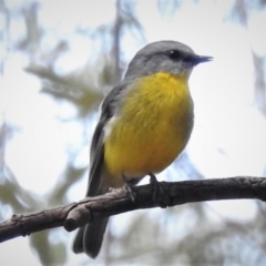 Eopsaltria australis (Eastern Yellow Robin) at ANBG - 2 Nov 2021 by JohnBundock