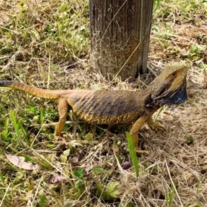 Pogona barbata at Garran, ACT - suppressed