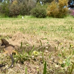 Pogona barbata at Garran, ACT - suppressed