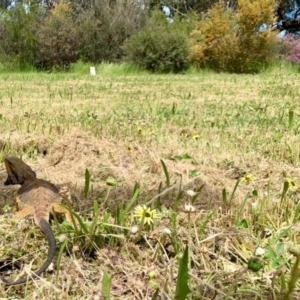 Pogona barbata at Garran, ACT - suppressed