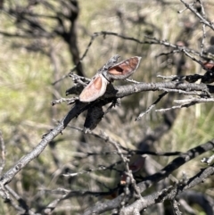 Hakea decurrens (Bushy Needlewood) at Tennent, ACT - 1 Nov 2021 by JaneR