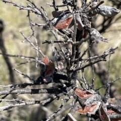 Hakea decurrens at Tennent, ACT - 1 Nov 2021