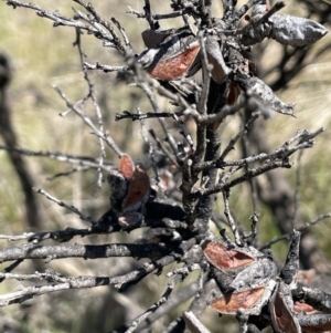 Hakea decurrens at Tennent, ACT - 1 Nov 2021