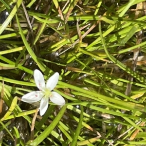 Montia australasica at Tennent, ACT - 1 Nov 2021