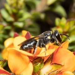 Hylaeus (Xenohylaeus) leptospermi (A masked bee) at Bruce, ACT - 2 Nov 2021 by Roger