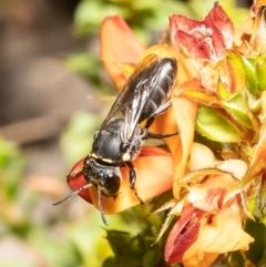 Hylaeus (Xenohylaeus) leptospermi at Bruce, ACT - 2 Nov 2021 09:24 AM