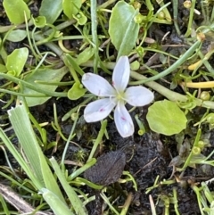 Montia australasica (White Purslane) at Cotter River, ACT - 1 Nov 2021 by JaneR