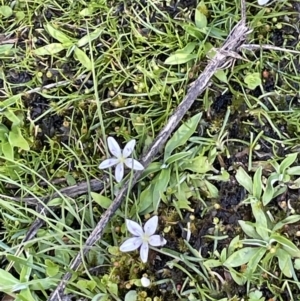 Montia australasica at Cotter River, ACT - 1 Nov 2021