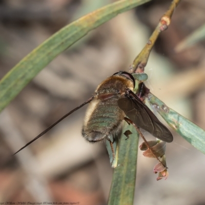 Comptosia apicalis (A bee fly) at Bruce, ACT - 2 Nov 2021 by Roger