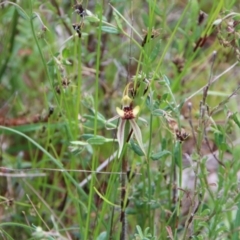 Caladenia actensis (Canberra Spider Orchid) at Hackett, ACT by petersan