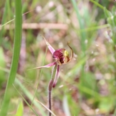 Caladenia actensis at suppressed - 2 Nov 2021