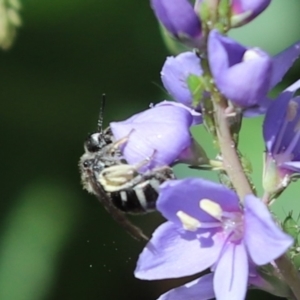 Lasioglossum (Chilalictus) sp. (genus & subgenus) at Cook, ACT - 26 Oct 2021 02:05 PM