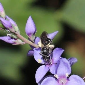 Lasioglossum (Chilalictus) sp. (genus & subgenus) at Cook, ACT - 26 Oct 2021 02:05 PM