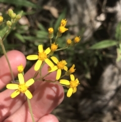 Senecio linearifolius var. arachnoideus (Cobweb Fireweed Groundsel) at Bungonia, NSW - 31 Oct 2021 by Tapirlord