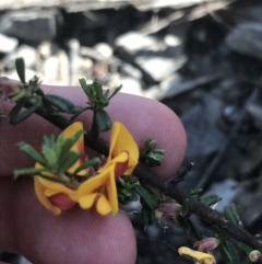 Pultenaea microphylla (Egg and Bacon Pea) at Bungonia, NSW - 31 Oct 2021 by Tapirlord