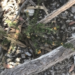 Pultenaea microphylla at Bungonia, NSW - 31 Oct 2021