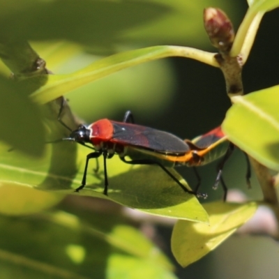 Dindymus versicolor (Harlequin Bug) at Cook, ACT - 26 Oct 2021 by Tammy