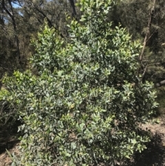 Acacia binervia at Bungonia, NSW - 31 Oct 2021