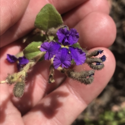 Dampiera purpurea (Purple Dampiera) at Bungonia, NSW - 30 Oct 2021 by Tapirlord