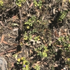 Dampiera purpurea at Bungonia, NSW - 31 Oct 2021