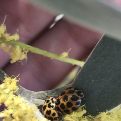 Harmonia conformis (Common Spotted Ladybird) at Bungonia National Park - 31 Oct 2021 by Tapirlord